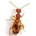 Acanthinus spinicollis - photo 3