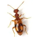 Acanthinus spinicollis - photo 4