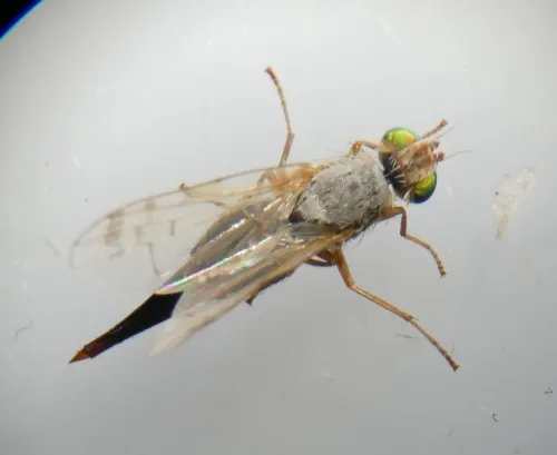 Acanthiophilus helianthi