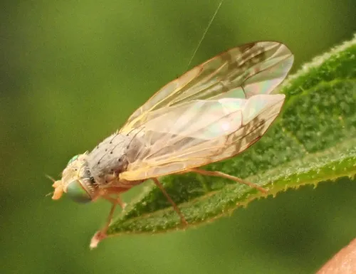 Acanthiophilus helianthi - photo 3