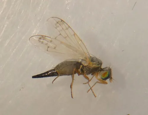 Acanthiophilus helianthi - photo 4