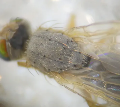 Acanthiophilus helianthi - photo 5