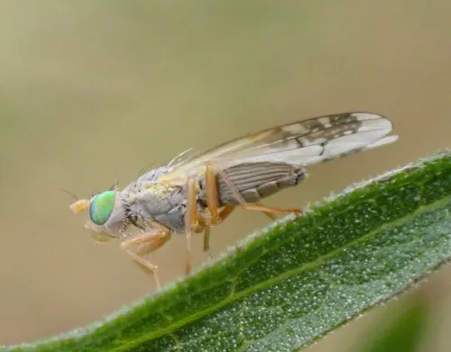 Acanthiophilus helianthi - photo 6