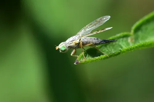 Acanthiophilus helianthi - photo 7