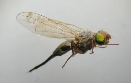 Acanthiophilus helianthi - photo 8