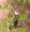 Acanthocephala alata - photo 2