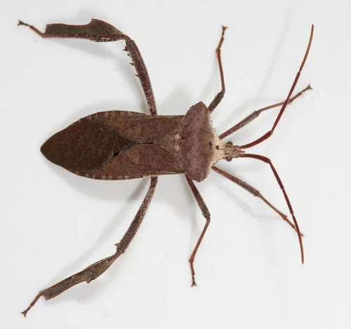 Acanthocephala declivis