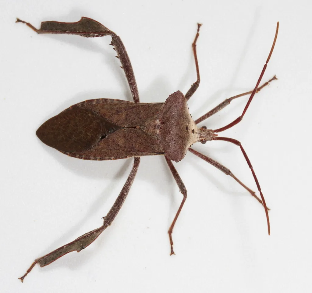 Acanthocephala declivis - photo 2