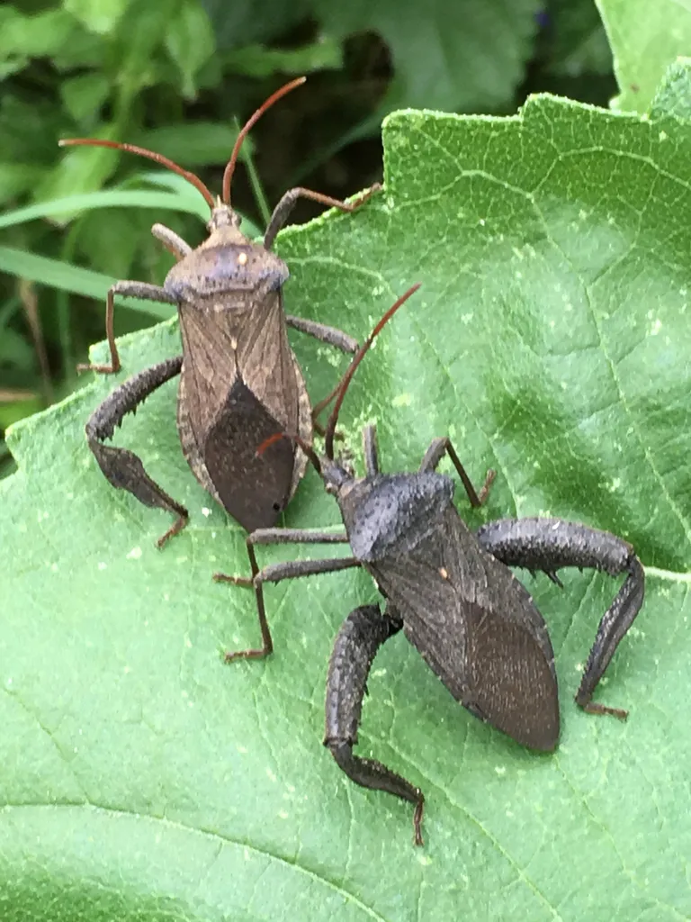 Acanthocephala femorata