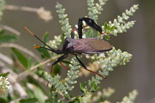 Giant Agave Bug