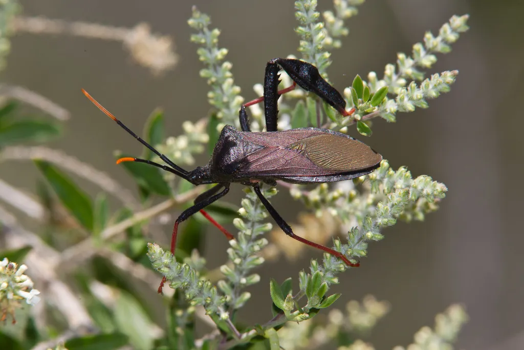 Giant Agave Bug - photo 3