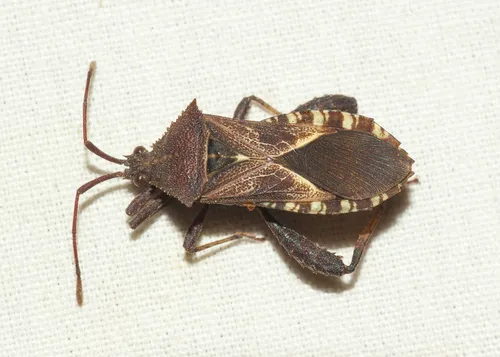 Acanthocerus lobatus