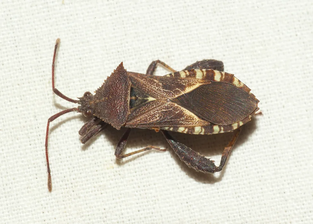 Acanthocerus lobatus - photo 2