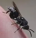 Acanthochalcis unispinosa - photo 3