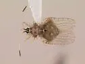 Acanthocheila armigera