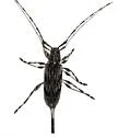 Acanthocinus angulosus