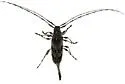 Acanthocinus angulosus - photo 2