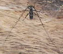 Acanthocinus angulosus - photo 4