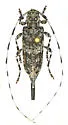 Acanthocinus leechi