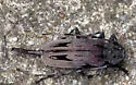 Lesser Pine Borer