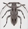 Lesser Pine Borer - photo 2