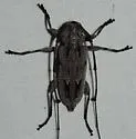 Lesser Pine Borer - photo 3