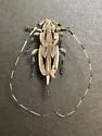 Lesser Pine Borer - photo 4