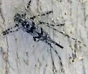 Acanthocinus obliquus