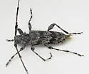 Acanthocinus obliquus - photo 2