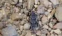 Acanthocinus obliquus - photo 3