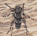 Acanthocinus obliquus - photo 4