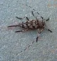 Acanthocinus obsoletus
