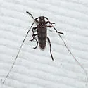 Acanthocinus obsoletus - photo 2