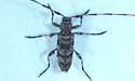 Acanthocinus obsoletus - photo 4