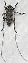 Acanthocinus obsoletus - photo 5