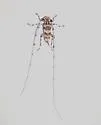 Ponderosa Pine Bark Borer - photo 2
