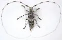 Ponderosa Pine Bark Borer - photo 4