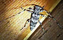 Ponderosa Pine Bark Borer - photo 5