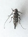 Acanthocinus pusillus - photo 2