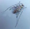 Acanthocinus pusillus - photo 3