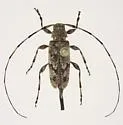 Acanthocinus pusillus - photo 4