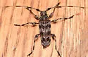 Acanthocinus spectabilis - photo 2