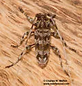 Acanthocinus spectabilis - photo 3