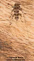 Acanthocinus spectabilis - photo 4
