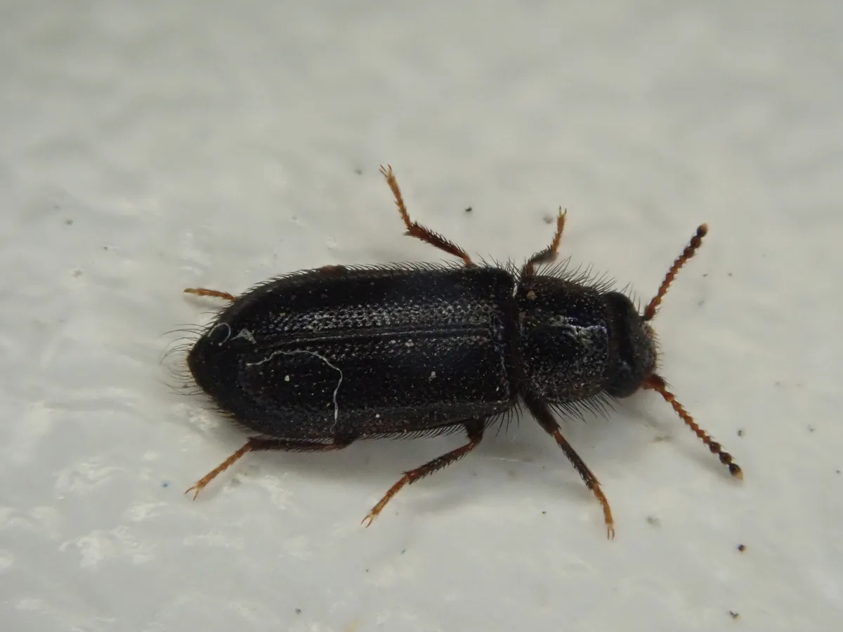 Acanthocnemidae - photo 3
