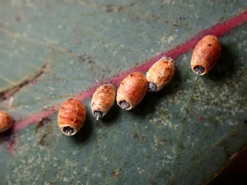 Gum Tree Scale