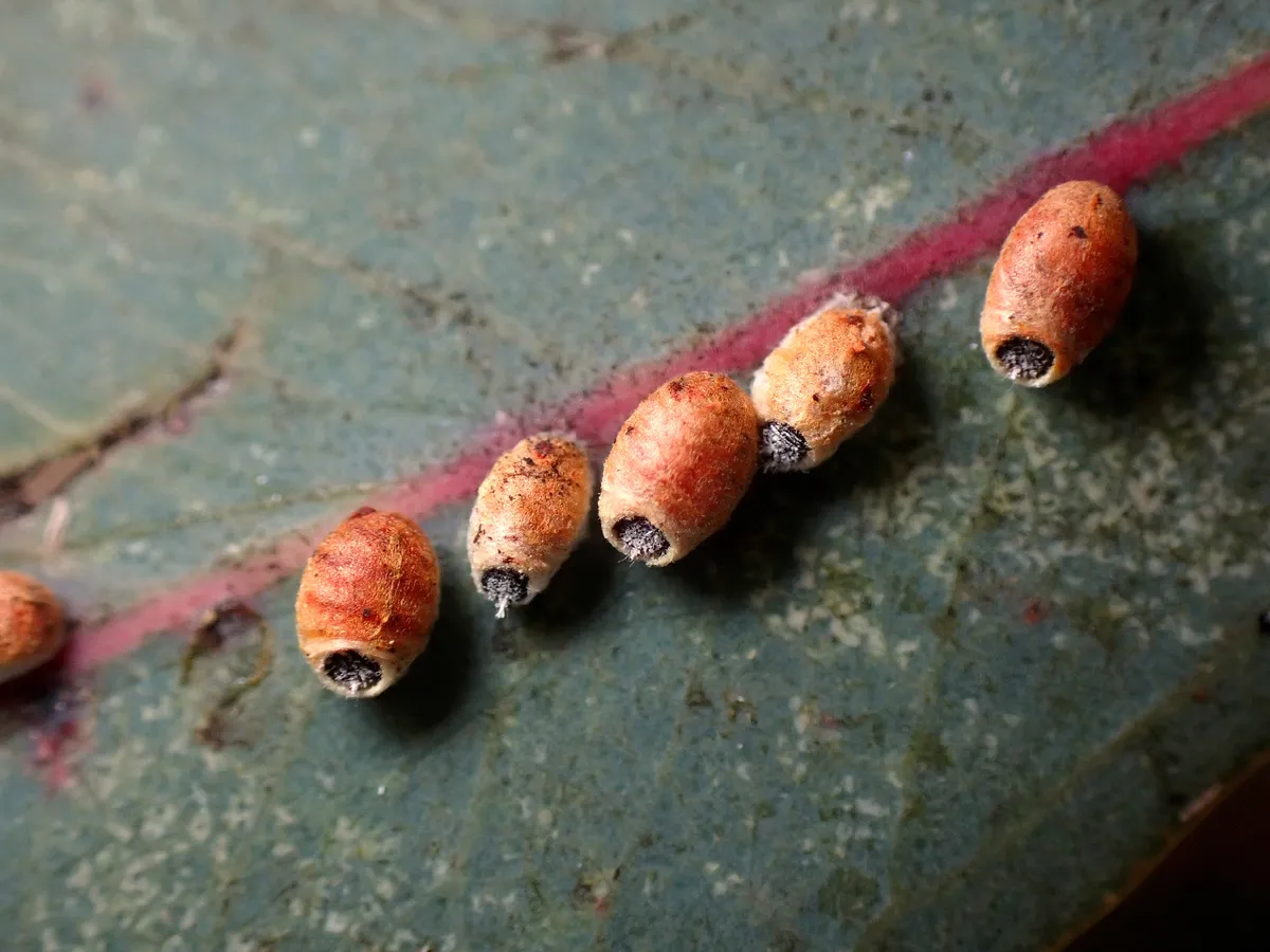Gum Tree Scale - photo 3