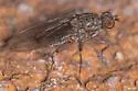 Acantholeria armipes - Acantholeria armipes