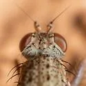 Acantholeria armipes - photo 2