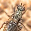 Acantholeria armipes - photo 3